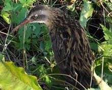 A brown-and-black plumaged bird with a long bill stands in the swamp, with its head twisted to the left