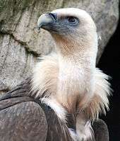 A bird with brown feathers looks to its right. It has a mass of lighter-color plumage at the base of its neck.