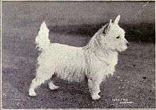 A black and white photograph of a small white terrier, looking very similar to the modern breed