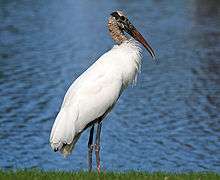 A white bird with a gray, wrinkled head stands on the shore of a lake, looking right