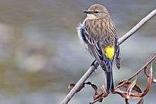 A gray bird with a bright yellow rump sits above a creek